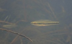 Hypseleotris cyprinoides