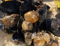 Molgula manhattensis