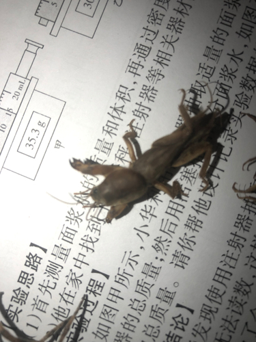 Oriental Mole Cricket