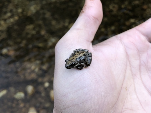 iNaturalist observation photo of Pacific chorus frog