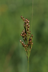 Juncus interior