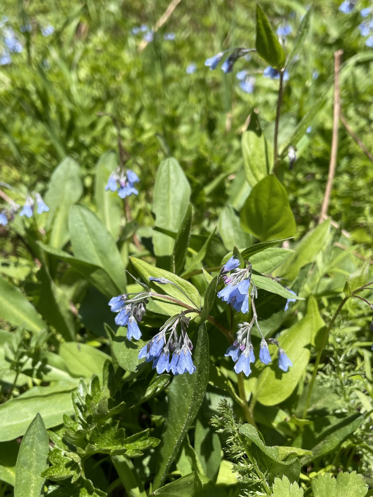 Imagem de Mertensia bella