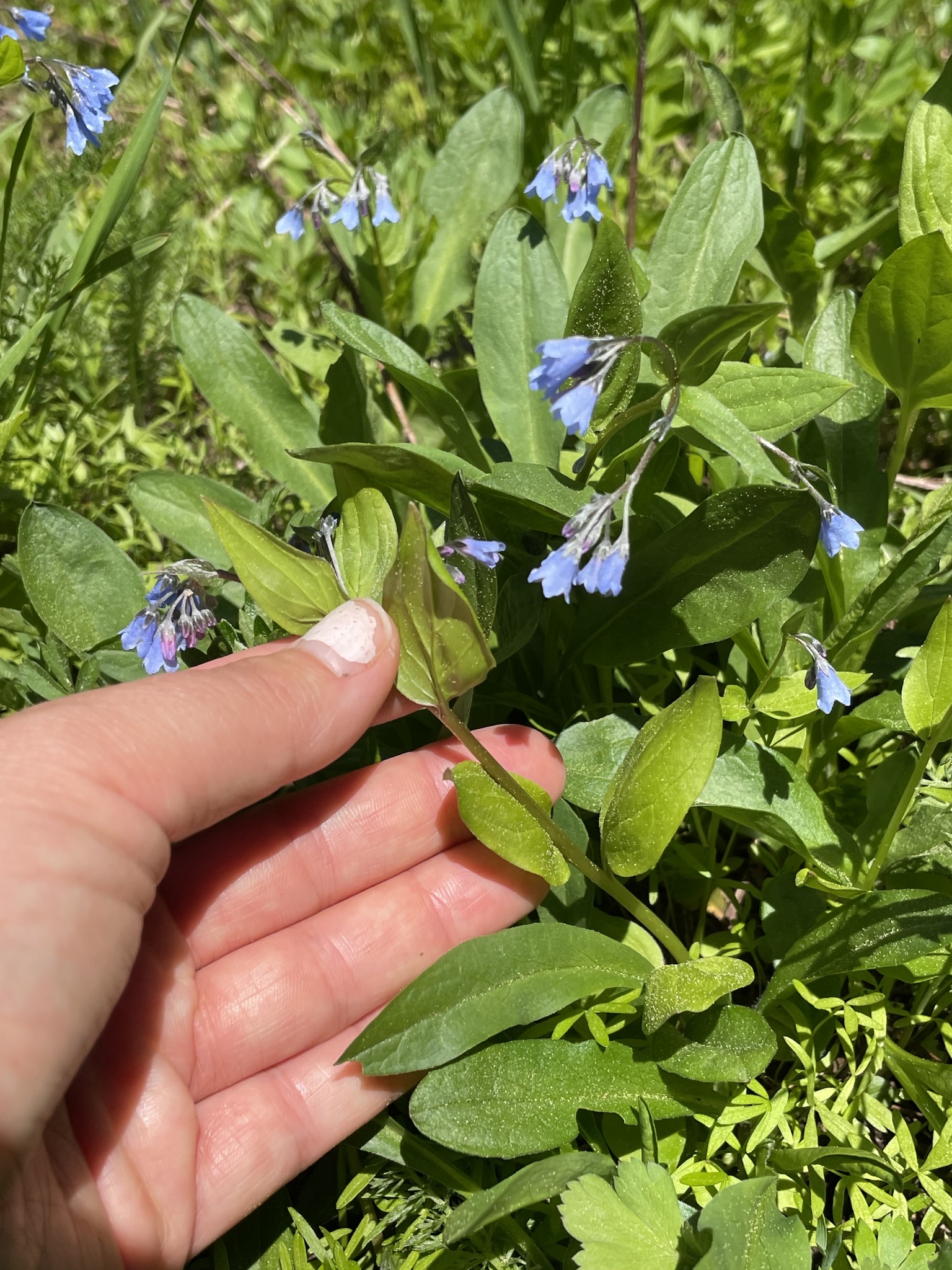 Imagem de Mertensia bella