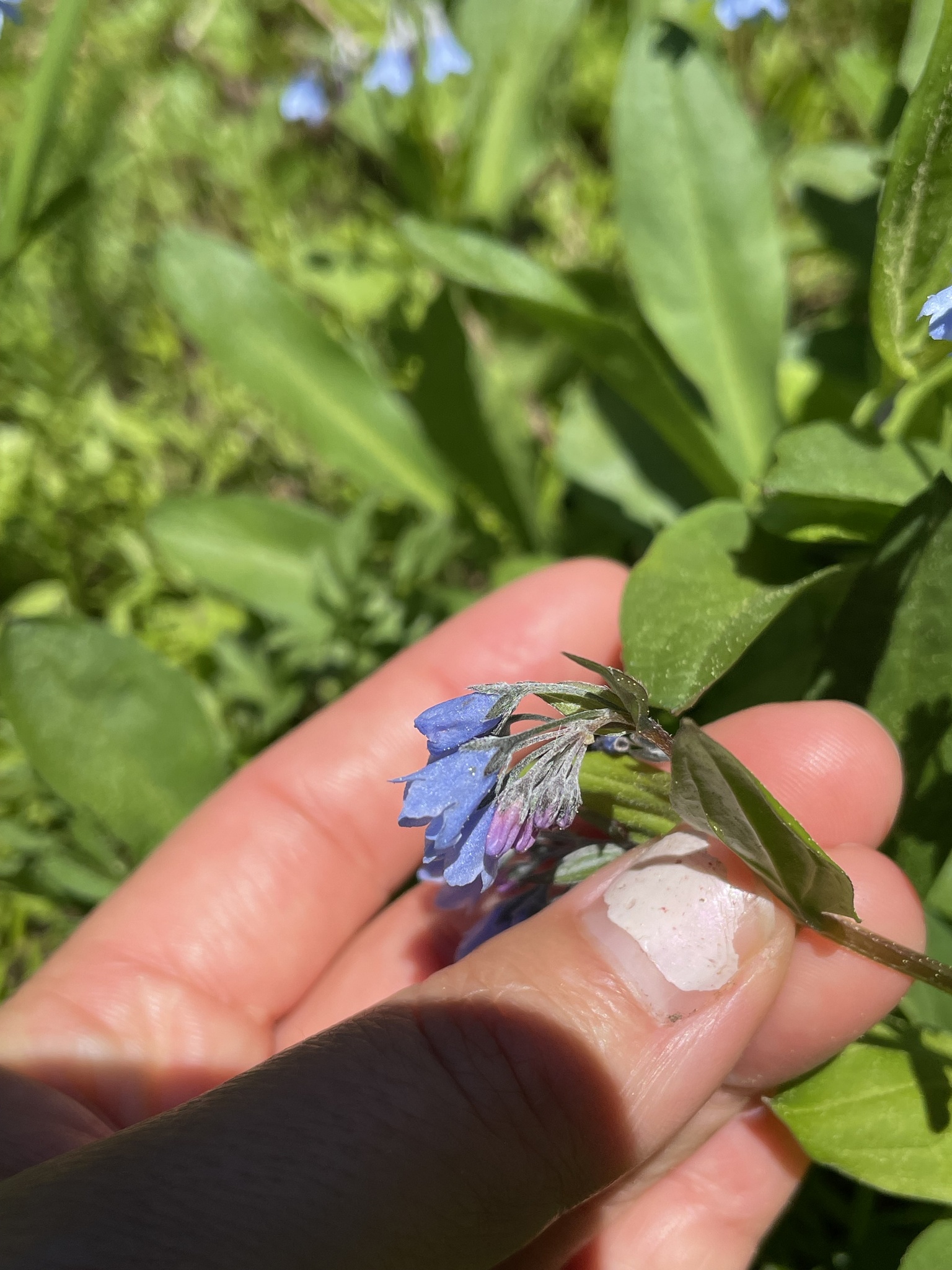 Imagem de Mertensia bella