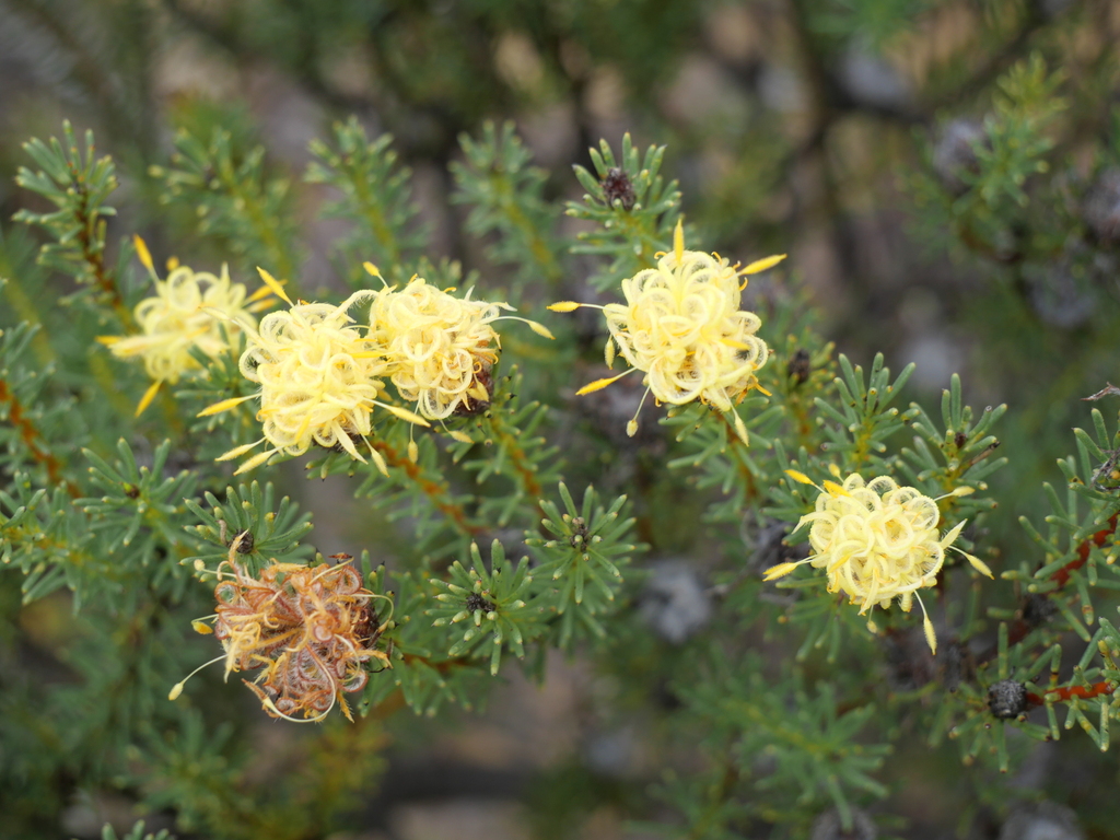 Petrophile cyathiforma