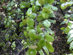 Nothofagus × solfusca