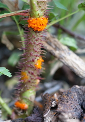 Phragmidium mucronatum