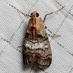 Pococera maritimalis