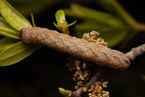 Reed's Dart and Allies photo 3