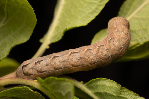Reed's Dart and Allies photo 2