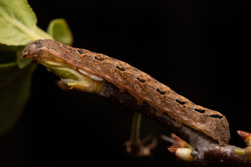 Reed's Dart and Allies photo 4