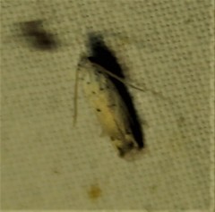 Epiblema separationis