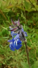 Salvia setulosa
