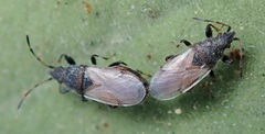 Oxycarenus hyalinipennis