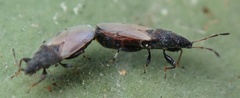 Oxycarenus hyalinipennis