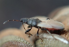 Oxycarenus hyalinipennis