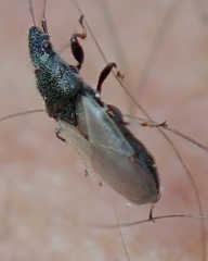 Oxycarenus hyalinipennis