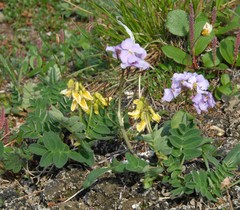 Astragalus umbellatus