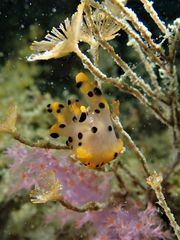 Thecacera