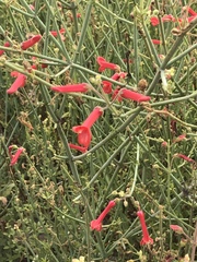 Gambelia juncea