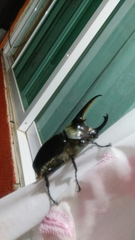 Dynastes hyllus