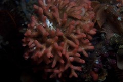 Margaretta levinseni