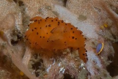 Crimora lutea
