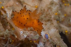 Crimora lutea