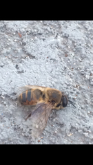 Apis mellifera