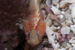 Coccotropsis gymnoderma