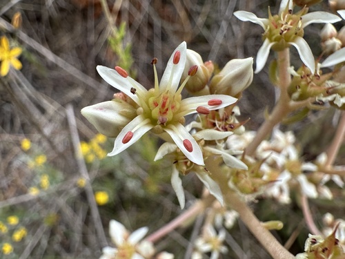 Fingertips (Dudleya edulis)