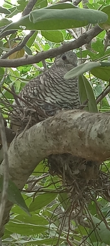 Scaled Dove