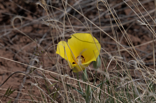 golden mariposa lily
