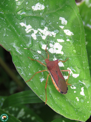 Anasa varicornis