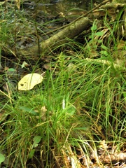 Malaxis spicata