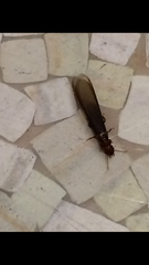 Kalotermitidae