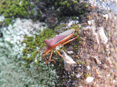 Anasa varicornis