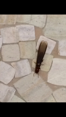 Kalotermitidae