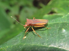 Anasa varicornis