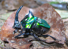 Oxysternon conspicillatum