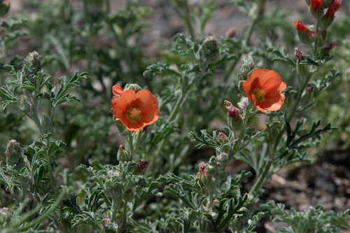 Scarlet Globemallow