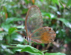 Haetera piera