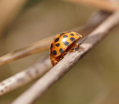 Henosepilachna sumbana