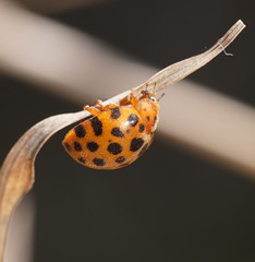 Henosepilachna sumbana