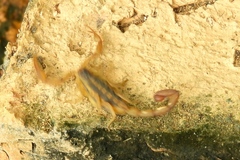 Centruroides baldazoi