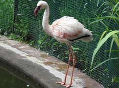 Phoenicopteridae