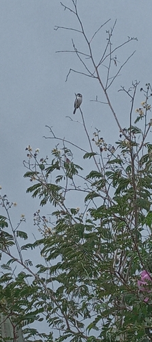 White-throated Seedeater
