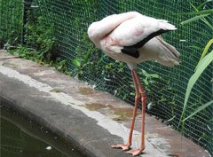 Phoenicopteridae
