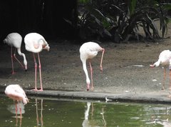 Phoenicopteridae