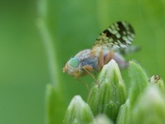 Neotephritis finalis